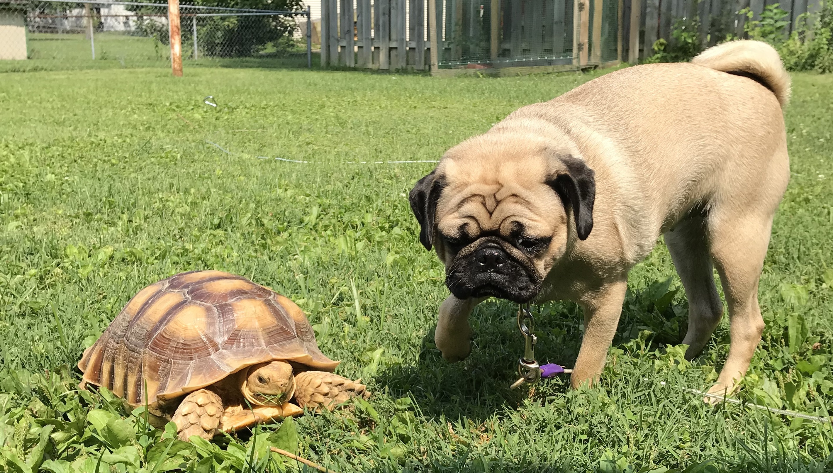 Tortoise and dog