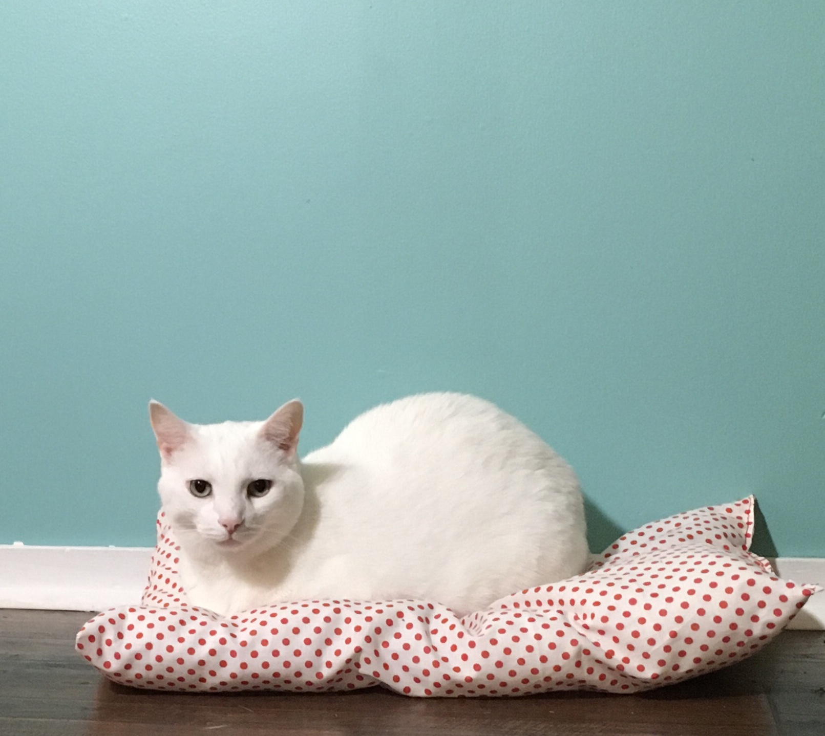 cat on cat mat