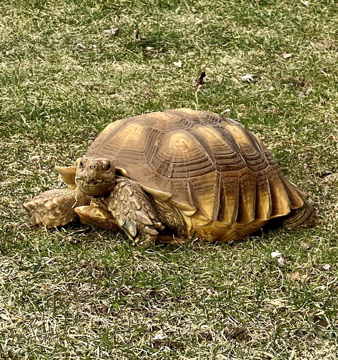 Image of Sheldon the tortoise