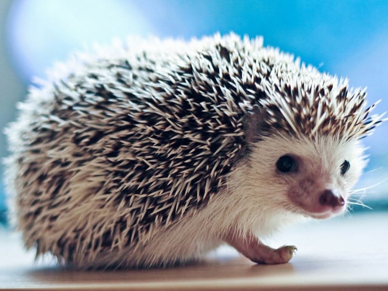 Image of hedgehog.