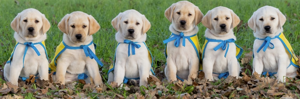 Image of Canine Companions puppies.