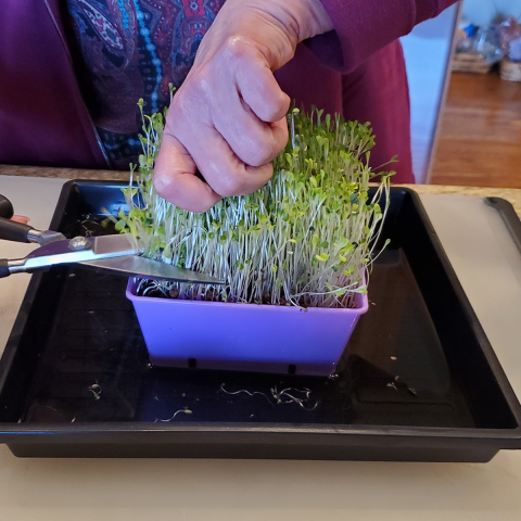 microgreens take and make