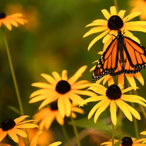 Native Plants: Black-Eyed Susan