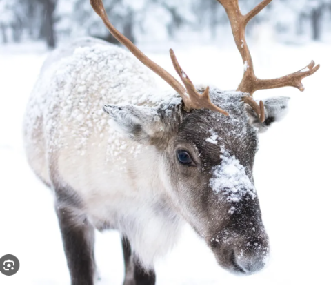 Snowy Reindeer