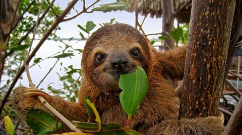 Sloth eating a leaf. 