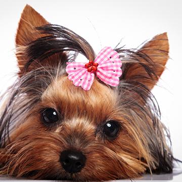 Yorkie wearing pink bow